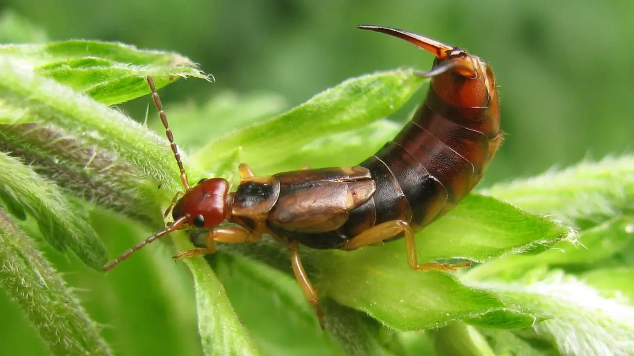 Prato a rischio come individuare e bloccare l’invasione dei grilli talpa