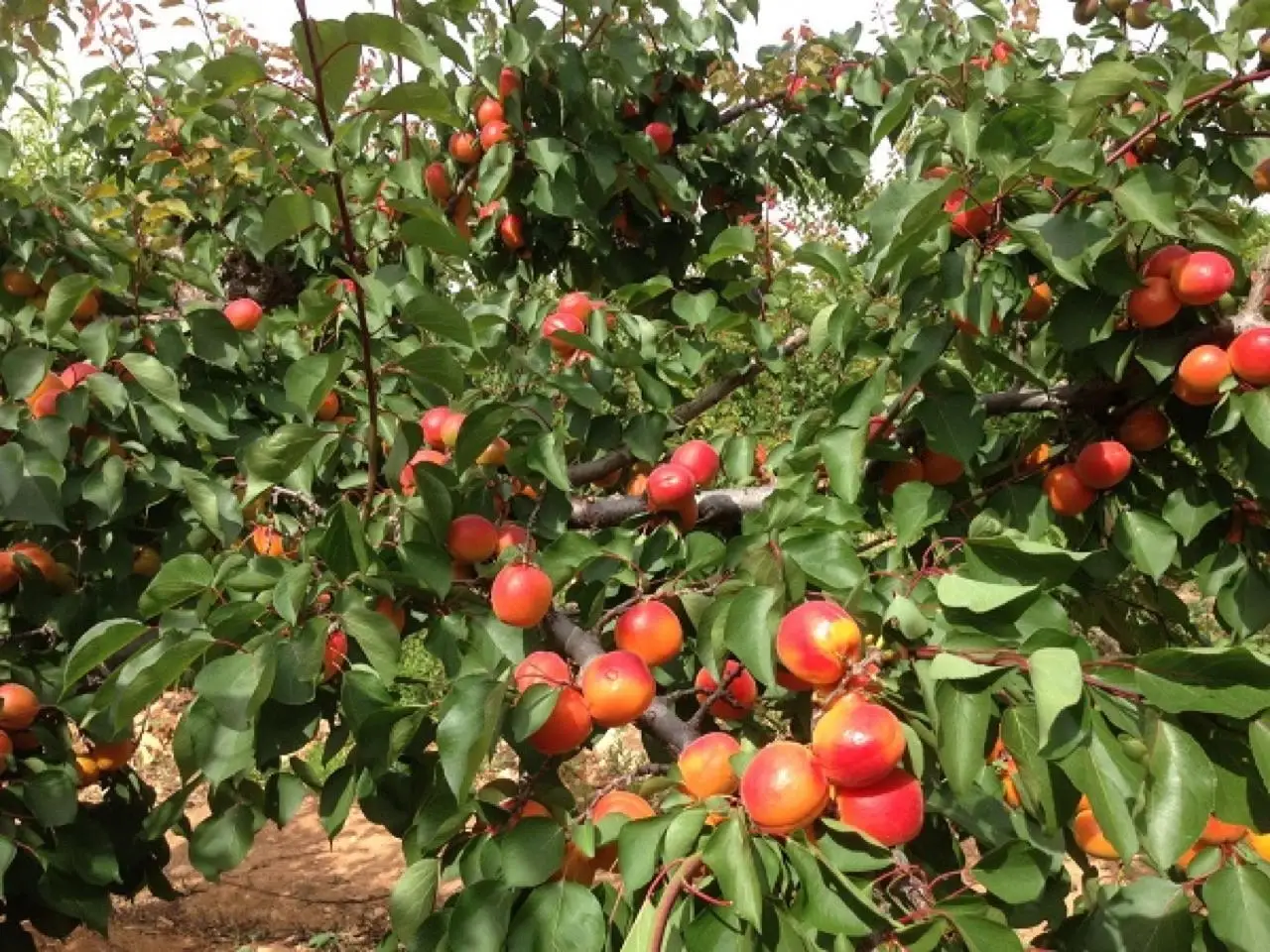 Lanterna maculata in arrivo: cresce la preoccupazione per l’insetto invasore anche in Italia Immagine selezionata