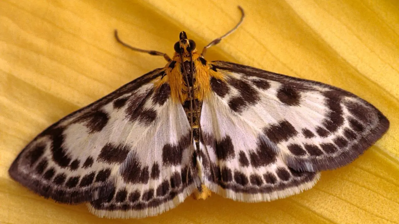 Lanterna maculata in arrivo: cresce la preoccupazione per l’insetto invasore anche in Italia Immagine selezionata