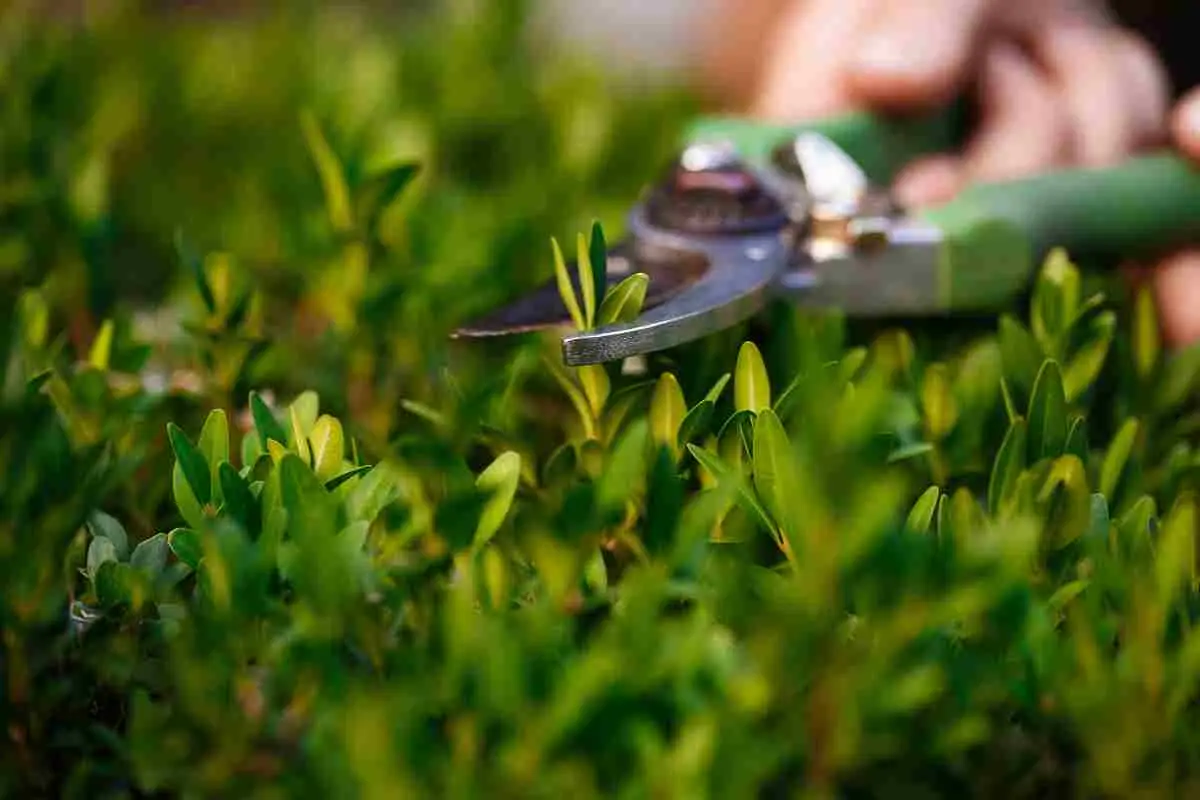 Ecco il segreto del giardino perfetto? Questo arbusto fiorisce tutto l’anno e pochi lo conoscono Immagine selezionata