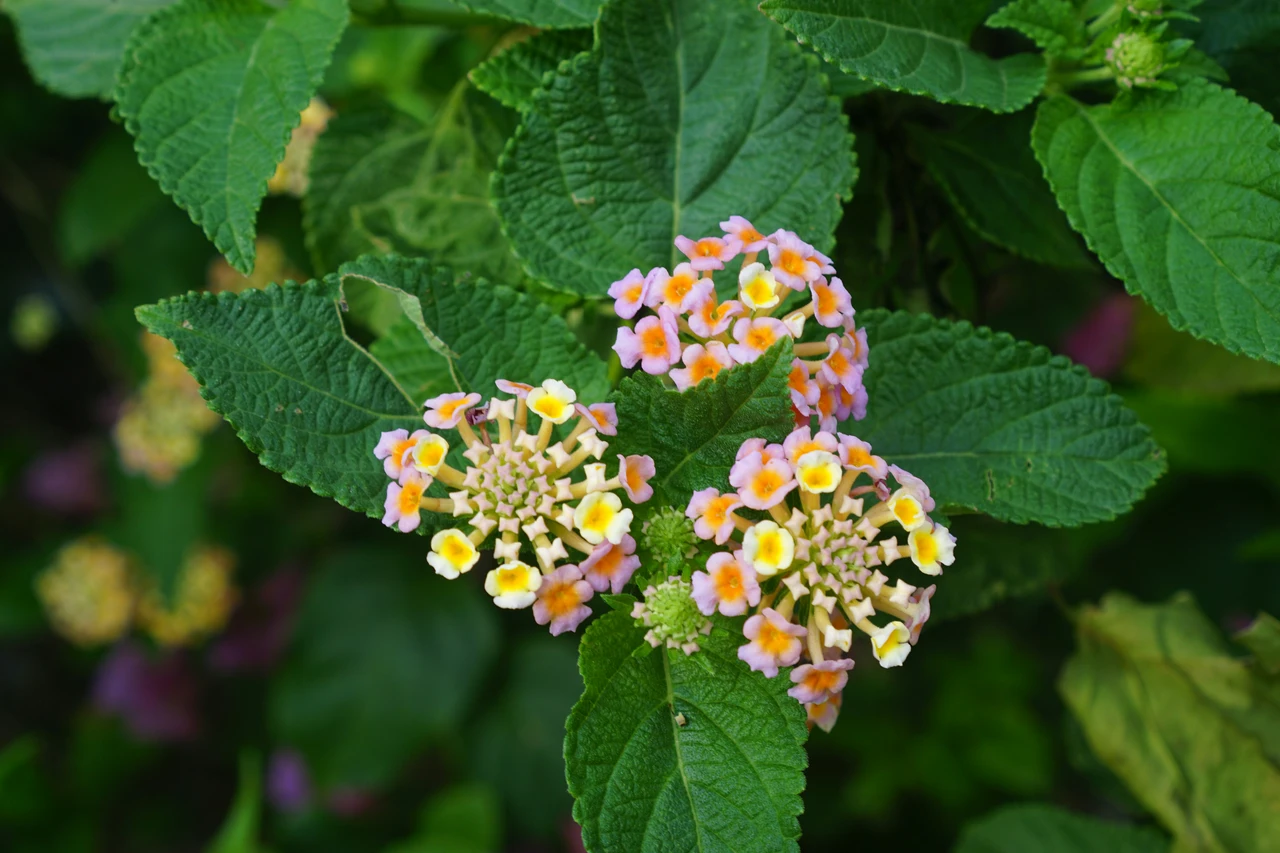 Ecco il segreto del giardino perfetto? Questo arbusto fiorisce tutto l’anno e pochi lo conoscono Immagine selezionata