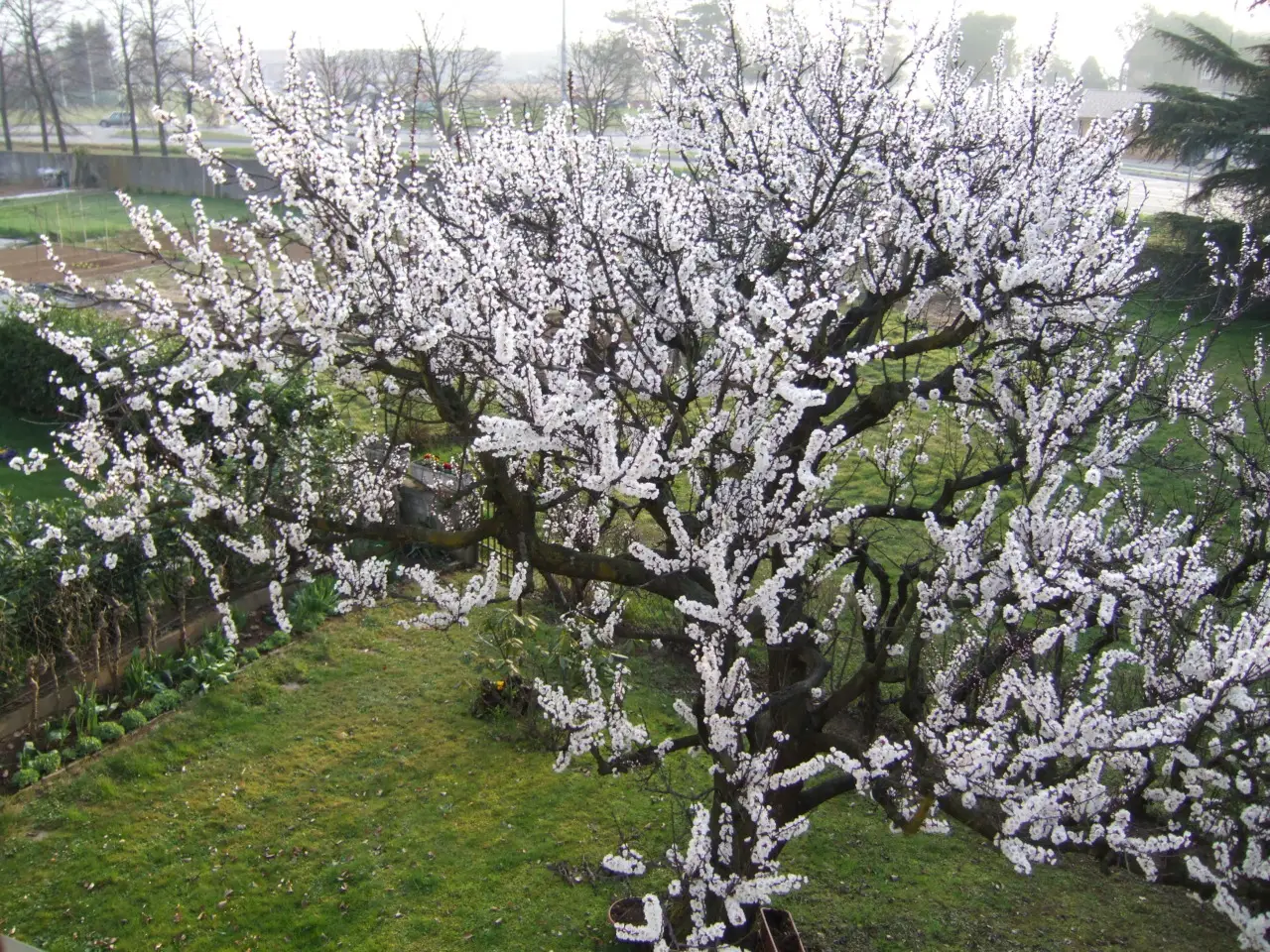 Ciliegi giapponesi in fiore, regalano uno spettacolo mozzafiato a Târgoviște