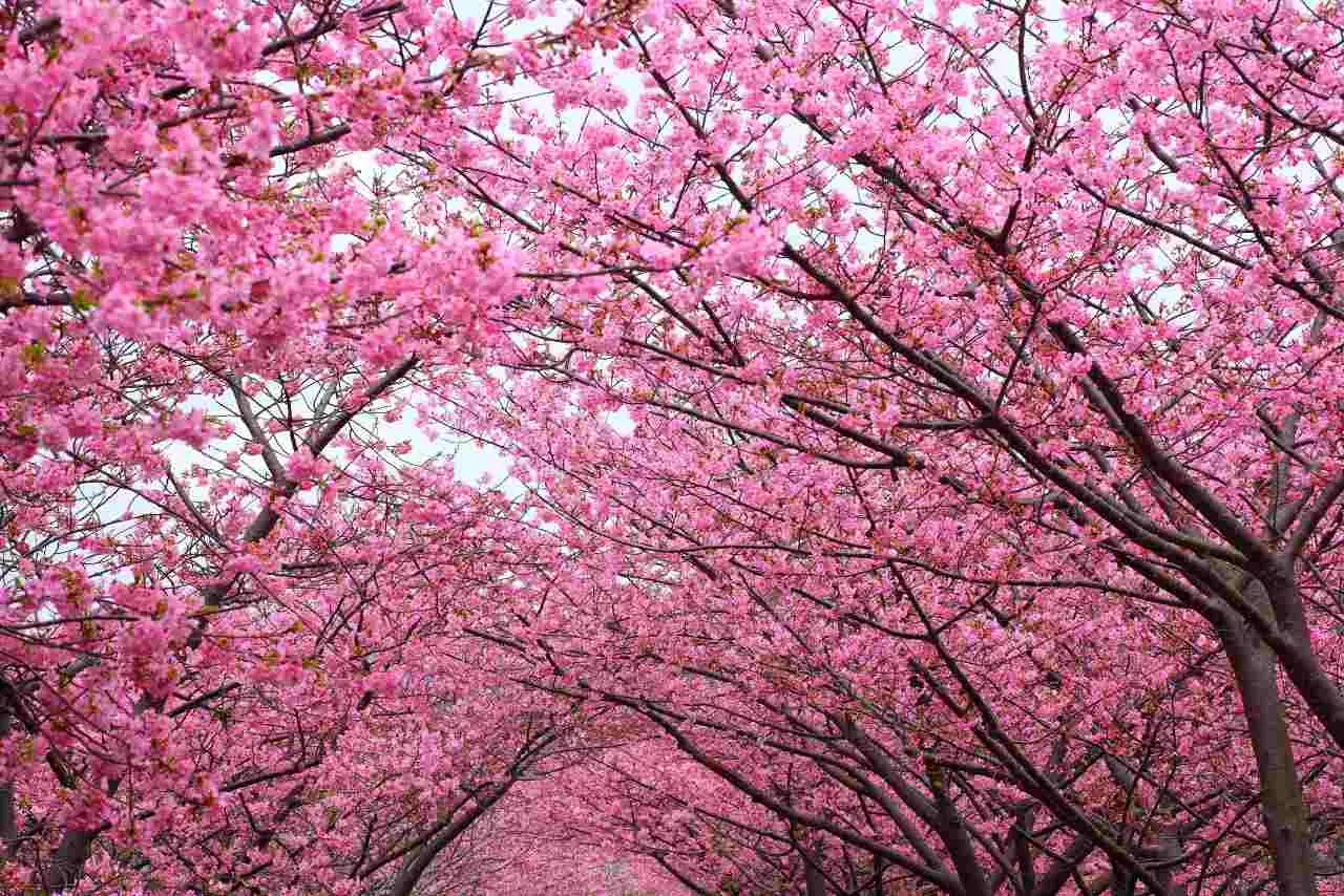 Ciliegi giapponesi in fiore, regalano uno spettacolo mozzafiato a Târgoviște Immagine selezionata