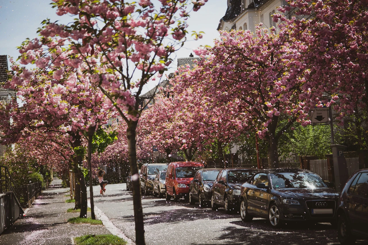 Ciliegi giapponesi in fiore, regalano uno spettacolo mozzafiato a Târgoviște Immagine selezionata