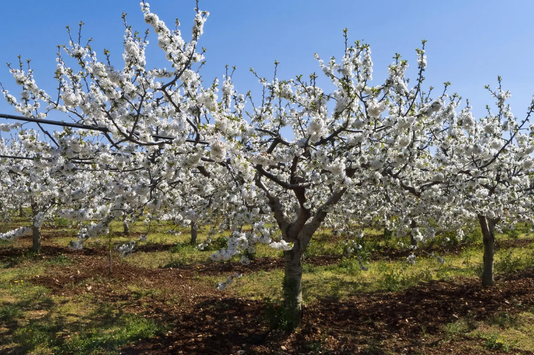 Ciliegi giapponesi in fiore, regalano uno spettacolo mozzafiato a Târgoviște Immagine selezionata