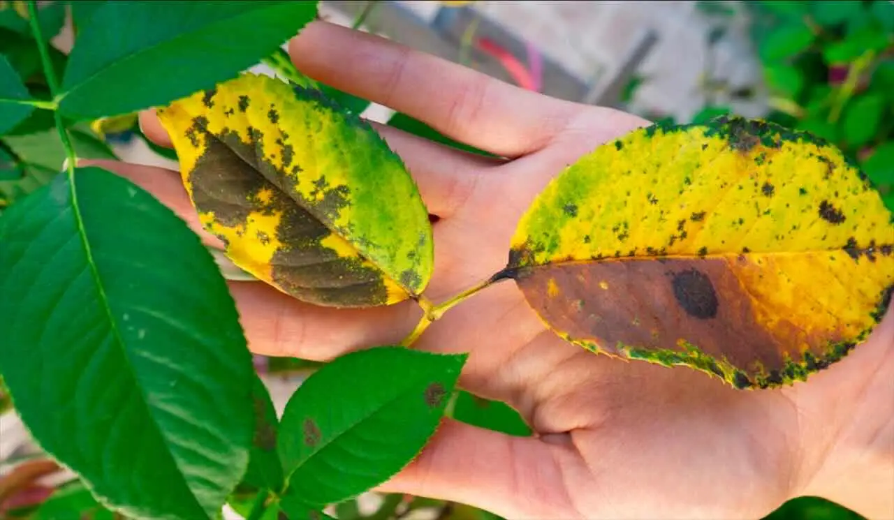 Cosa rivelano le foglie ingiallite e perché è importante notarlo