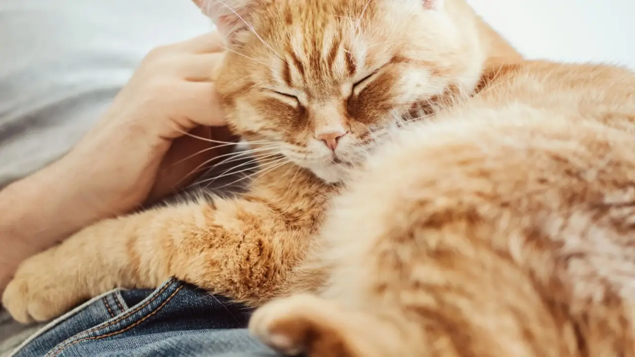 Il metodo efficace per eliminare i peli di animale dai tessuti Il metodo efficace per eliminare i peli di animale dai tessuti