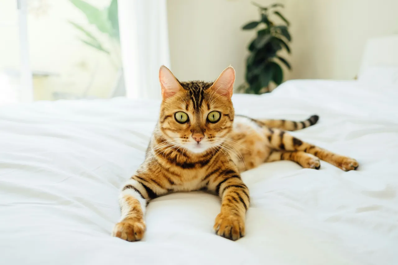 Il metodo efficace per eliminare i peli di animale dai tessuti Il metodo efficace per eliminare i peli di animale dai tessuti