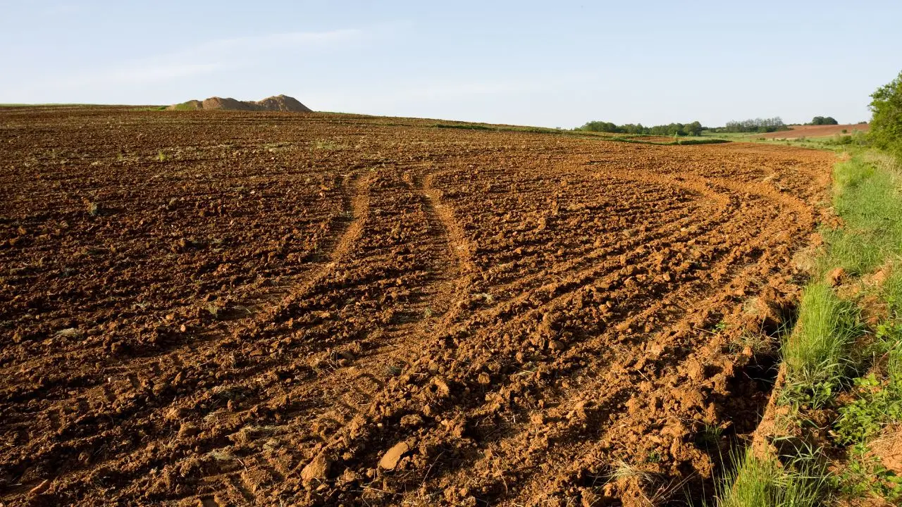 Non usare mai lo stesso terreno per anni: va rigenerato Non usare mai lo stesso terreno per anni: va rigenerato