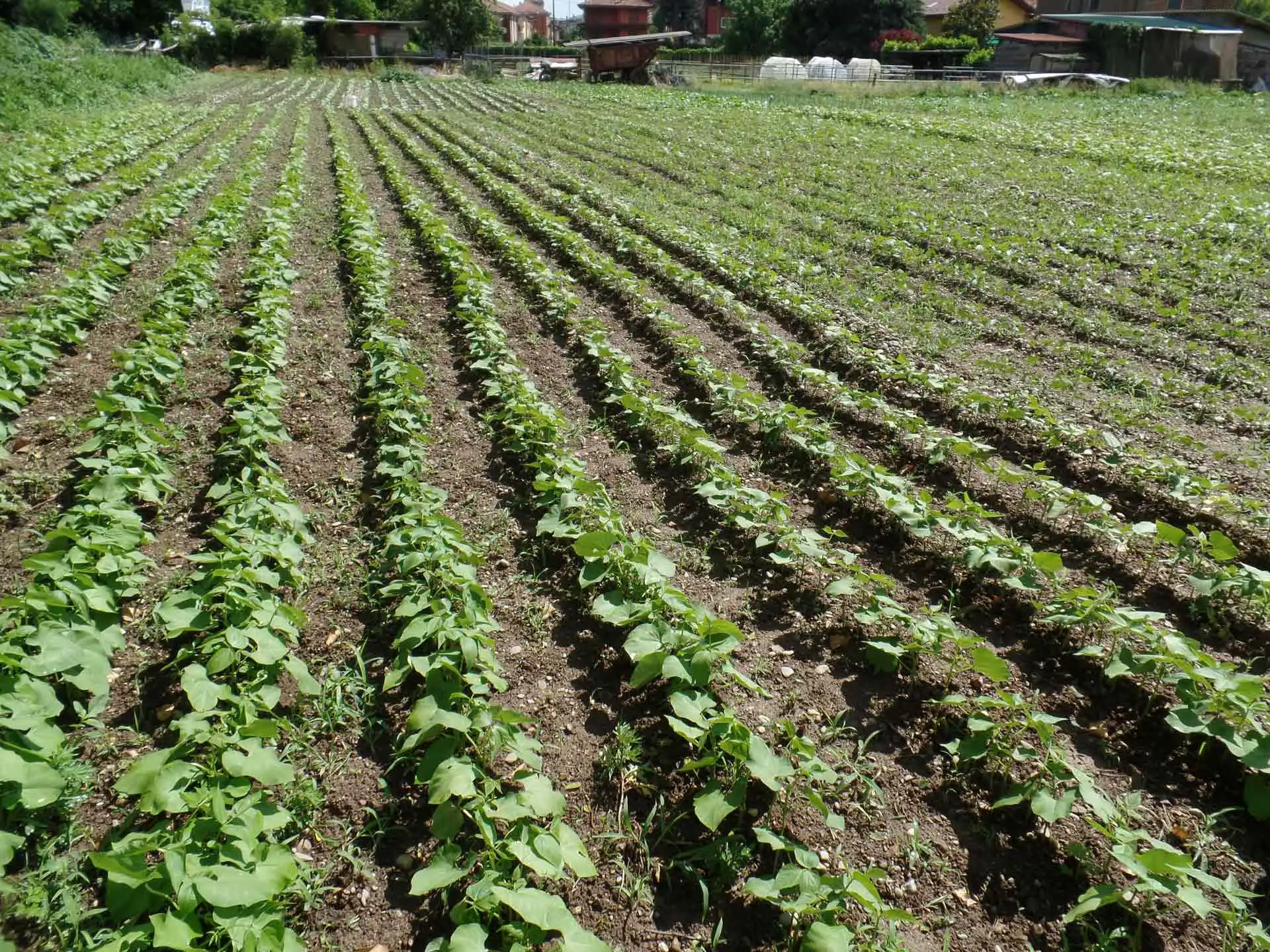 Non usare mai lo stesso terreno per anni: va rigenerato Non usare mai lo stesso terreno per anni: va rigenerato