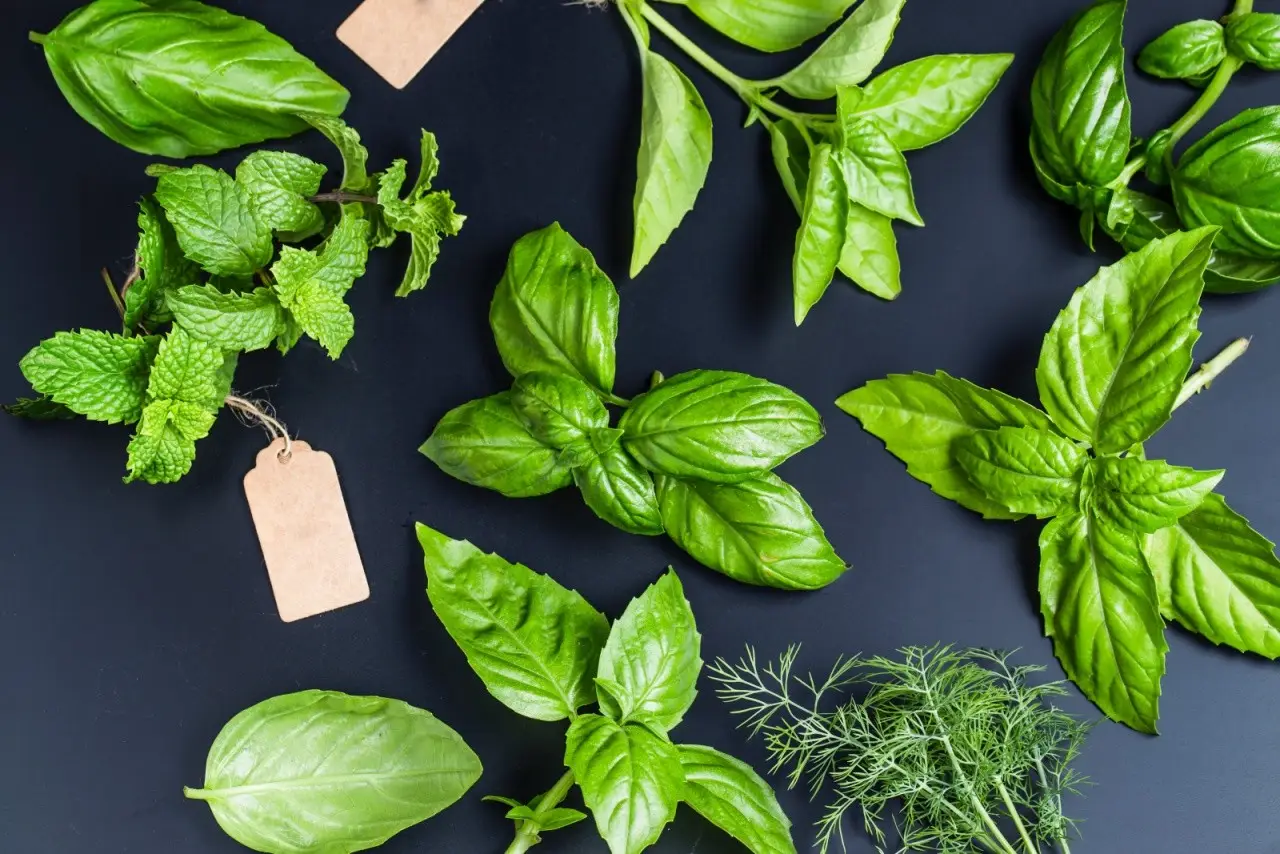 Come scegliere le piante aromatiche più adatte al balcone secondo l’agronomo Come scegliere le piante aromatiche più adatte al balcone secondo l’agronomo