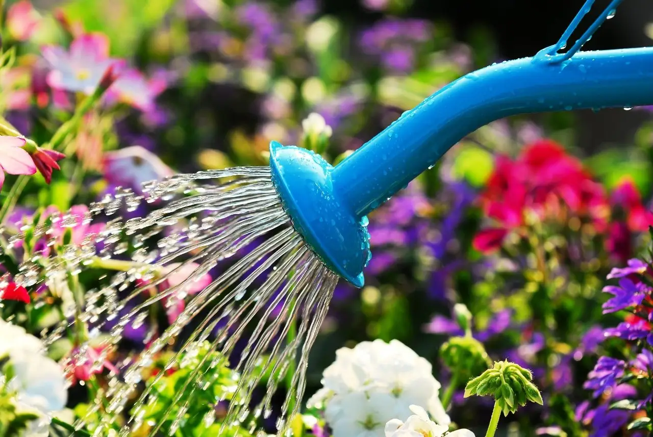 Risparmiare acqua in giardino: strategie pratiche per l’estate 2024 Risparmiare acqua in giardino: strategie pratiche per l’estate 2024