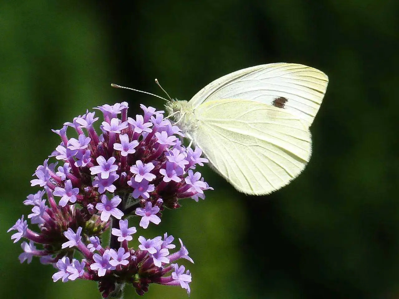 Questa pianta resistente al caldo attira farfalle e non richiede irrigazione SS - pianta resistente caldo