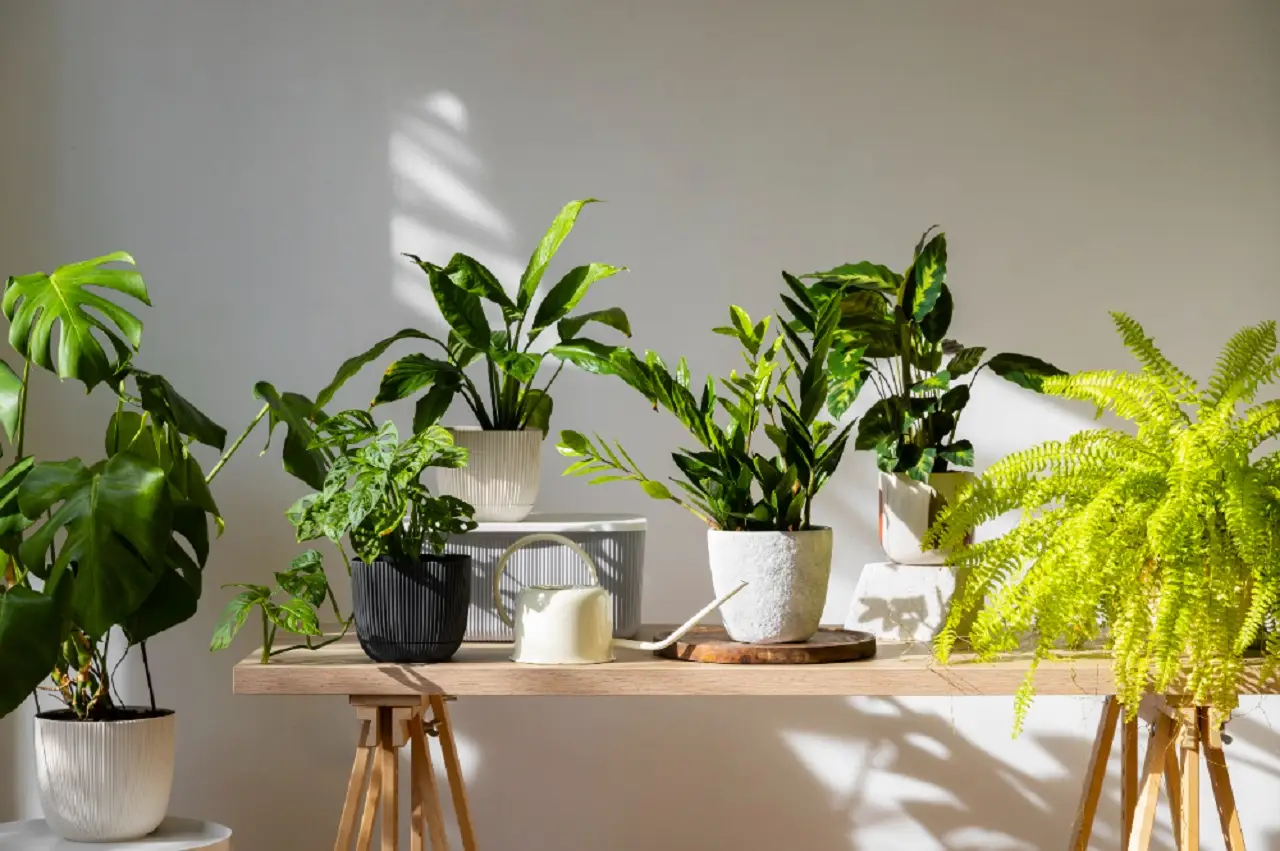 Piante da interno: quali specie migliorano la qualità dell’aria secondo il botanico SC - piante da interno