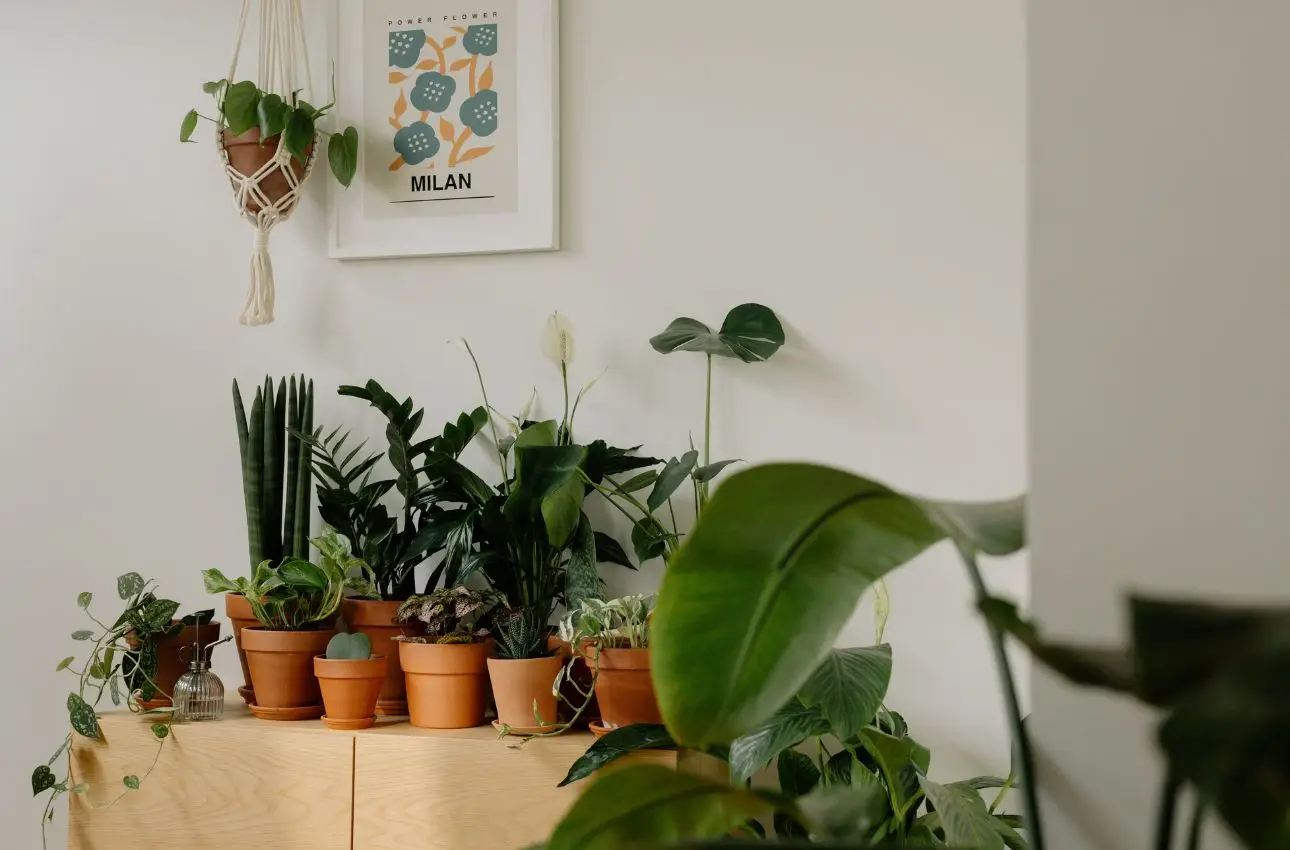 Piante da interno: quali specie migliorano la qualità dell’aria secondo il botanico Piante da interno: quali specie migliorano la qualità dell’aria secondo il botanico