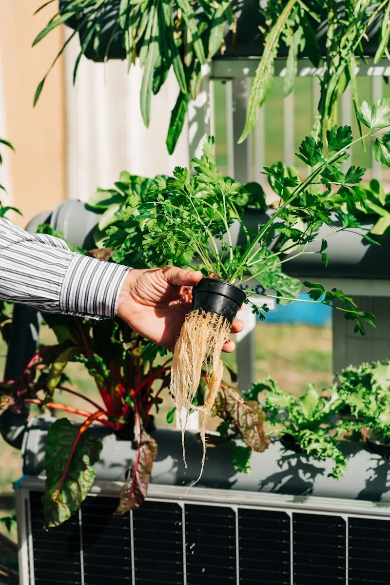 Scopri i vantaggi dell’idroponica domestica per coltivare insalata tutto l’anno Scopri i vantaggi dell’idroponica domestica per coltivare insalata tutto l’anno