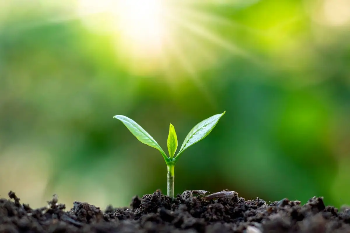 I trucchi dell’agronomo per scegliere il terriccio giusto nei vasi di casa I trucchi dell’agronomo per scegliere il terriccio giusto nei vasi di casa