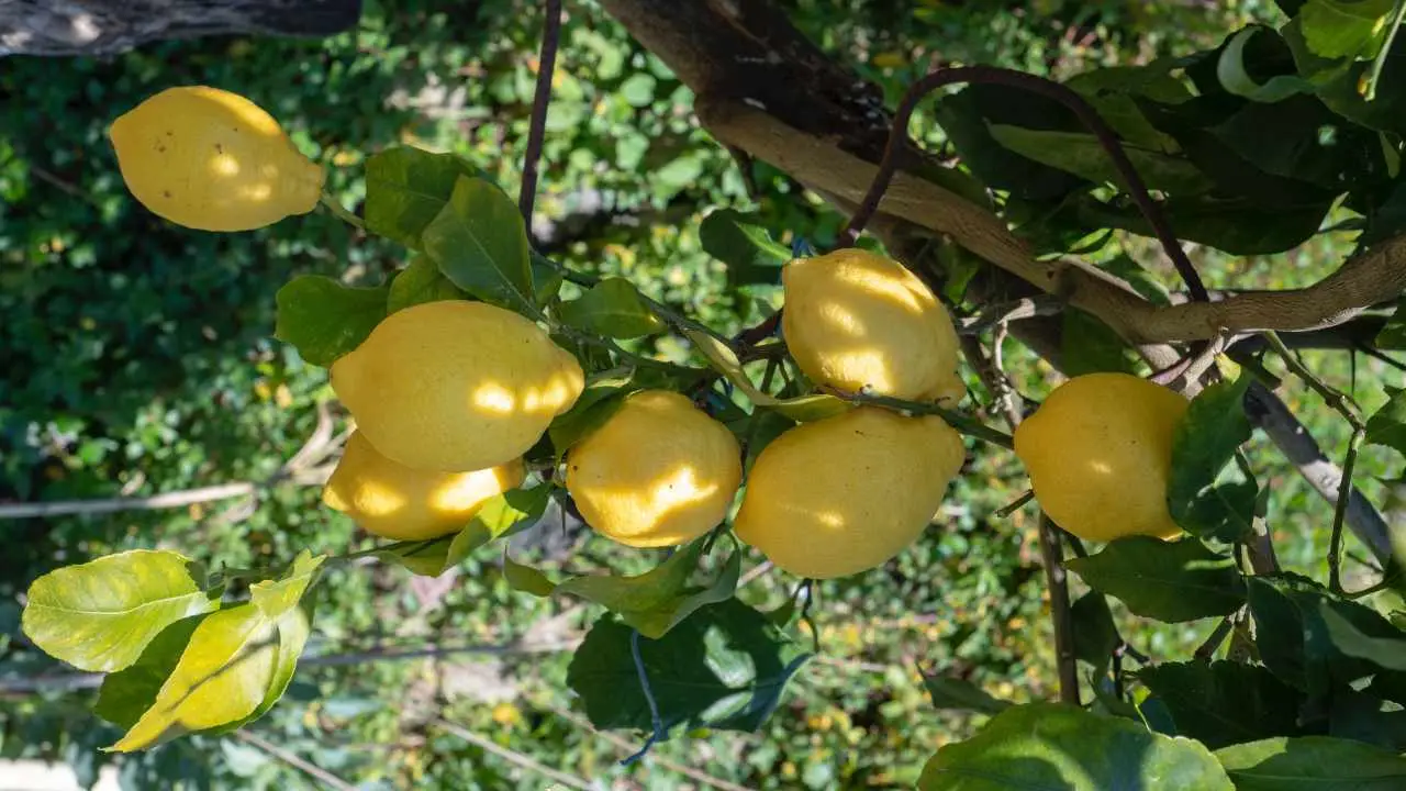 Limone: come favorire la fruttificazione rapida e ottenere limoni freschi ogni giorno Limone: come favorire la fruttificazione rapida e ottenere limoni freschi ogni giorno