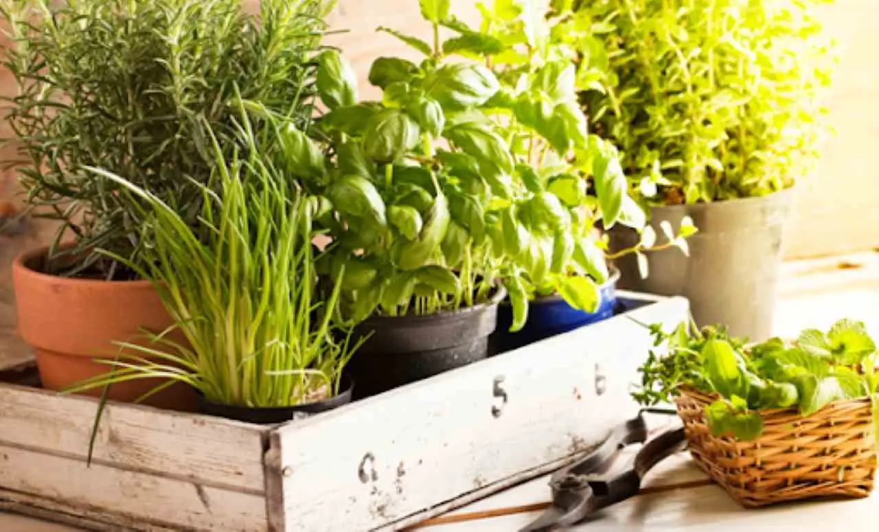 Le migliori soluzioni salvaspazio per piccoli orti sul balcone Le migliori soluzioni salvaspazio per piccoli orti sul balcone