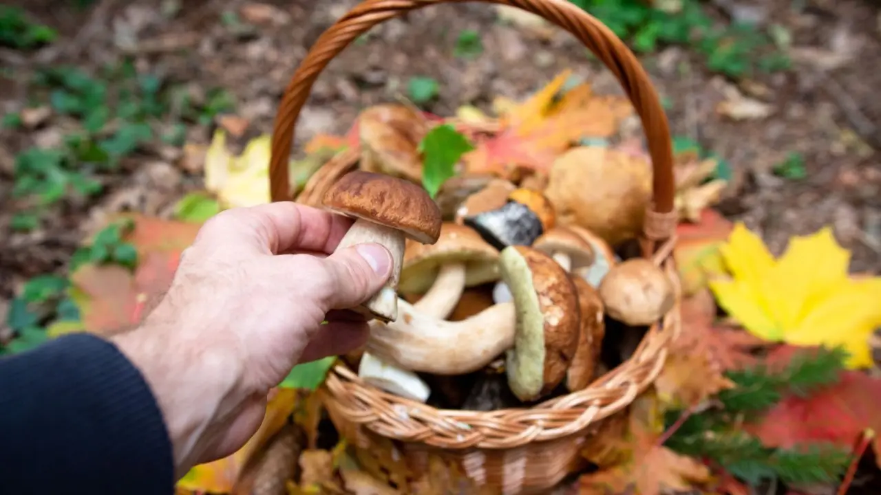 Caccia al porcino 2025: guida e mappa per trovare i funghi migliori Caccia al porcino 2025: guida e mappa per trovare i funghi migliori