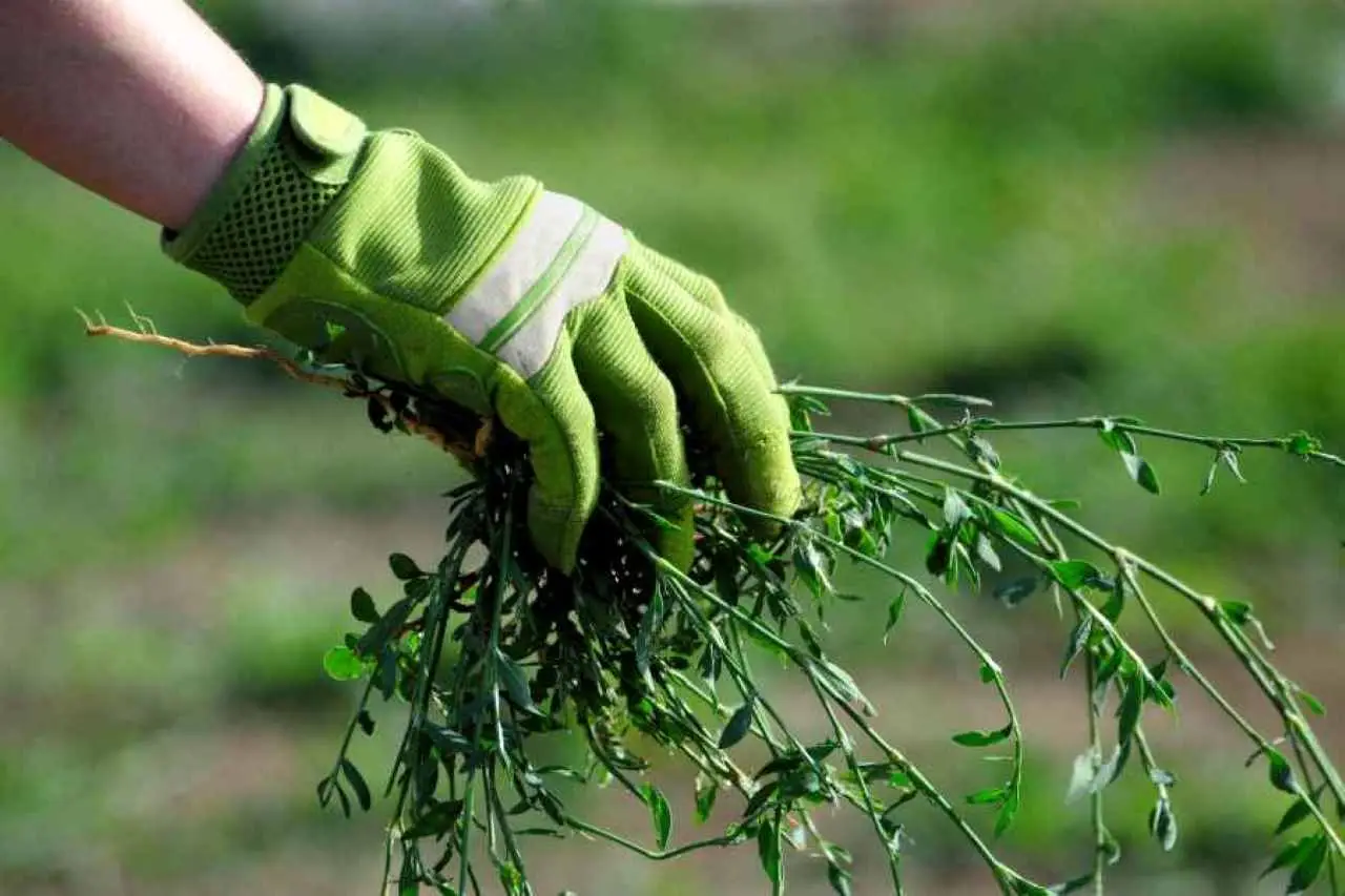 Come eliminare le erbacce dalle fughe: il metodo usato dai giardinieri esperti Come eliminare le erbacce dalle fughe: il metodo usato dai giardinieri esperti