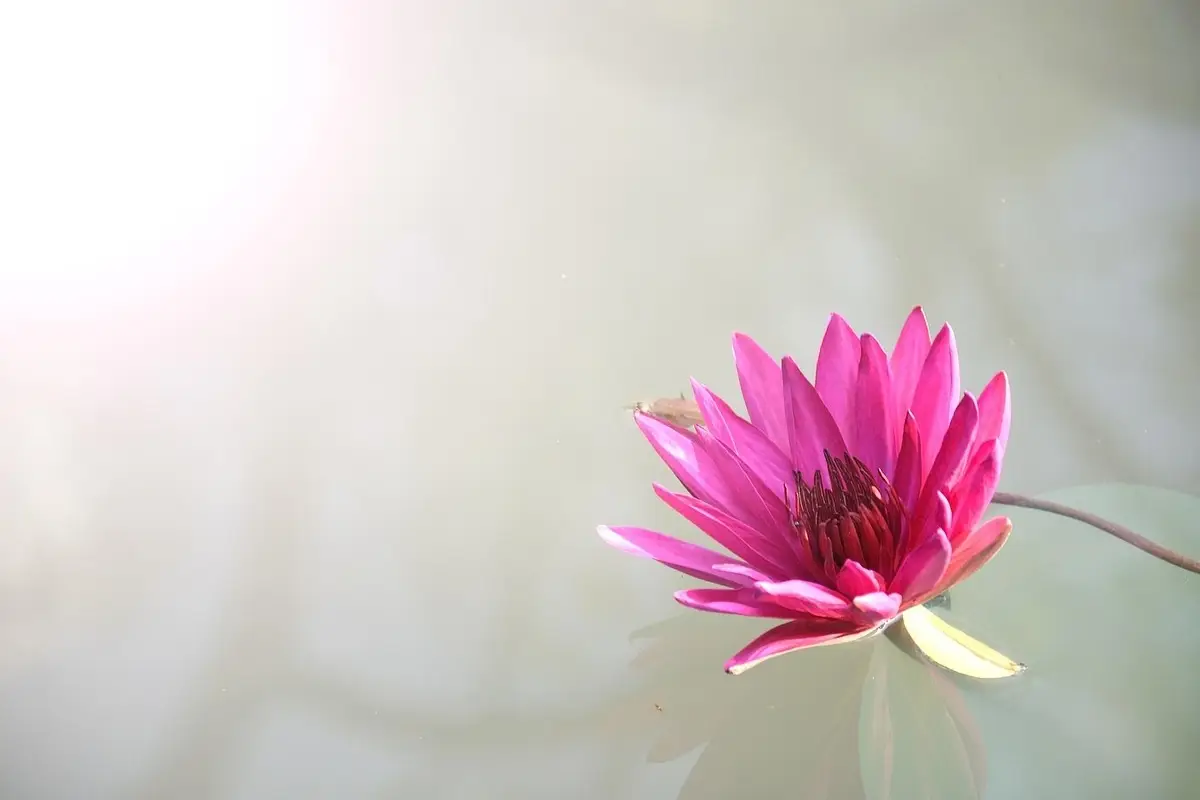 Questo fiore fiorisce anche all’ombra: perfetto per balconi nordici Questo fiore fiorisce anche all’ombra: perfetto per balconi nordici