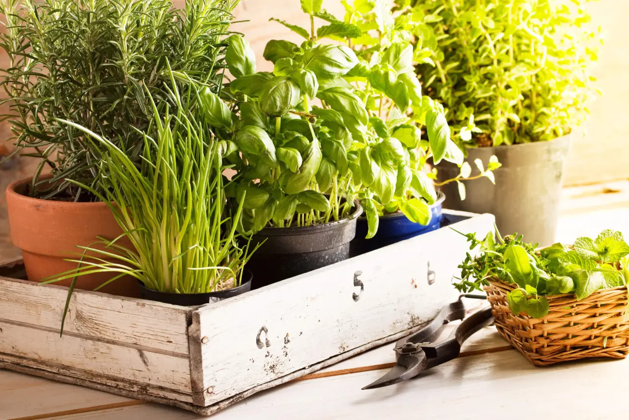 Coltivare erbe aromatiche sul davanzale: i suggerimenti dell’agronomo per iniziare Coltivare erbe aromatiche sul davanzale: i suggerimenti dell’agronomo per iniziare