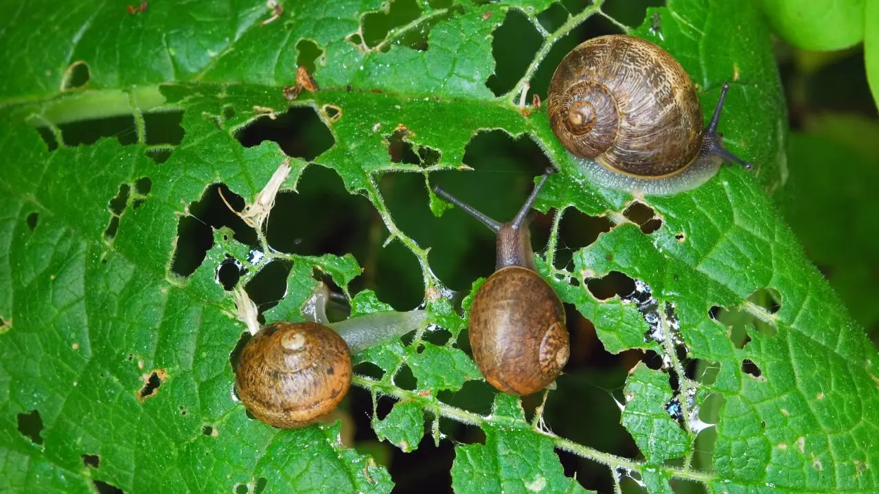 Le lumache distruggono le piante? Ecco il rimedio efficace Le lumache distruggono le piante? Ecco il rimedio efficace