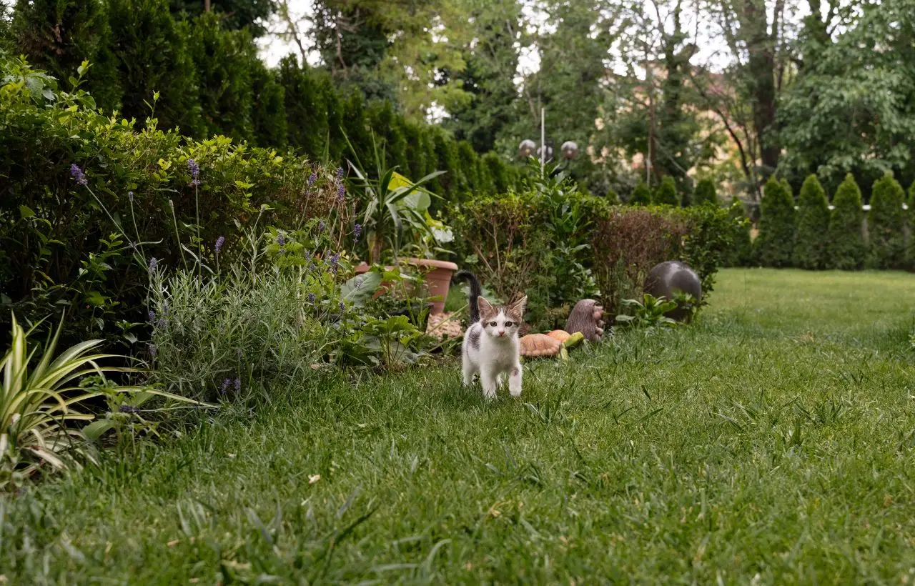 Come fare un dissuasore naturale per gatti in giardino Come fare un dissuasore naturale per gatti in giardino