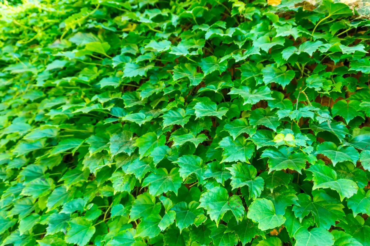 Come allestire una parete verde in soggiorno per migliorare il benessere domestico SC - Parete verde con piante rampicanti in soggiorno