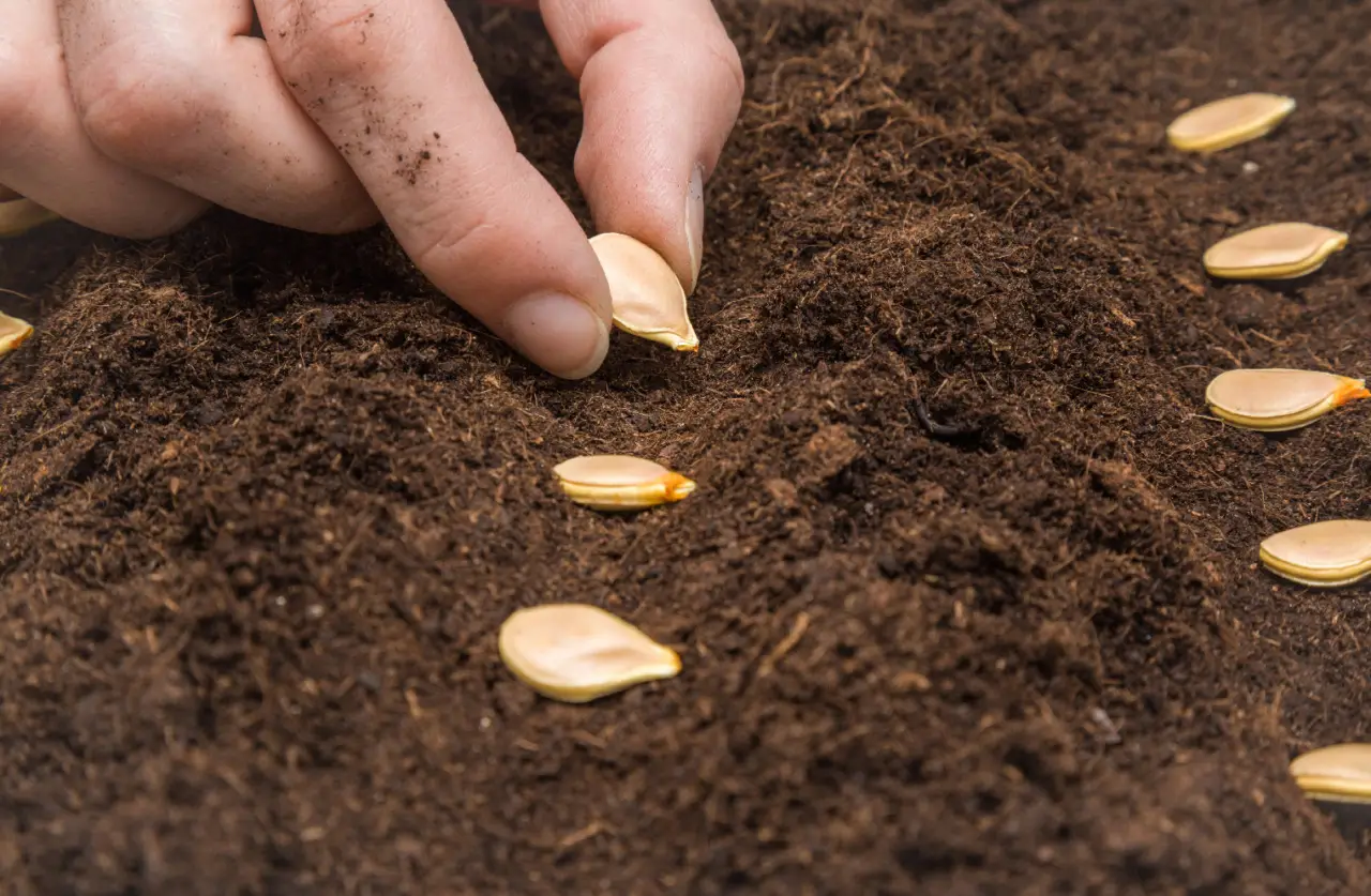 Semi di piante rare: la guida dell’esperto per iniziare una collezione unica Semi di piante rare: la guida dell’esperto per iniziare una collezione unica