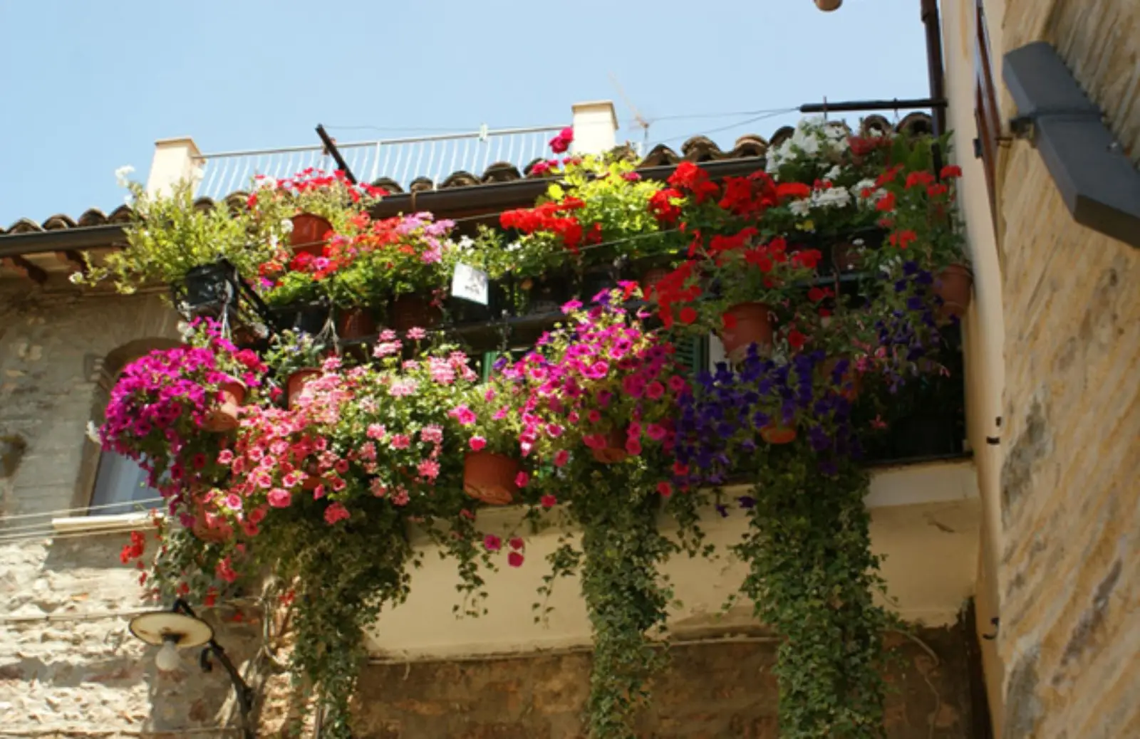 Balcone fiorito tutto l’anno: la pianta da mettere ad aprile per risultati costanti Balcone fiorito tutto l’anno: la pianta da mettere ad aprile per risultati costanti