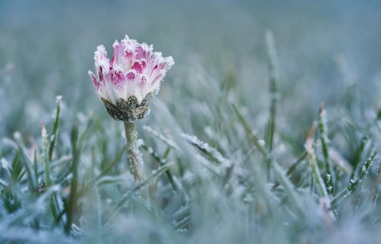 Questo fiore resiste a tutto: il preferito dai vivaisti Questo fiore resiste a tutto: il preferito dai vivaisti